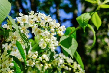 Blossomed flowers on the bird cherry tree.