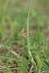 Exuvie einer Bergzikade (Cicadetta montana) 
