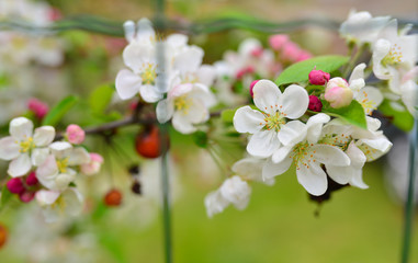 beautiful small white and red flowers next to wall blurry background by green garden in day time sunlight.