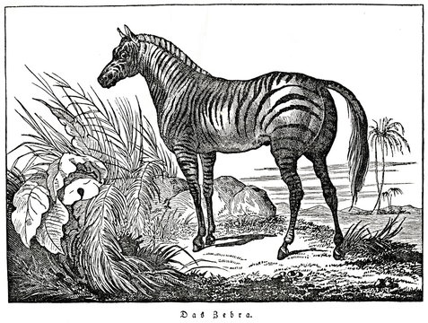 Zebra (from Das Heller-Magazin, October 11, 1834)