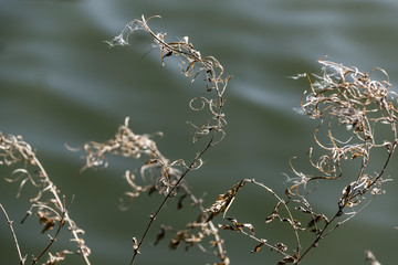 tufts flicker on blooming branches twinkling in the wind in the spring