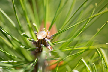 a drop of resin on a pine branch