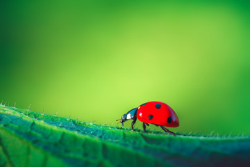 Ladybug on green leaf plant, close up