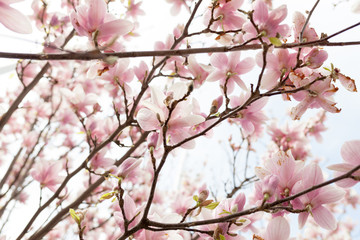 Obraz premium Closeup of magnolia tree blossom with blurred background and warm sunshine