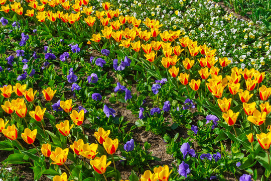 Beautiful spring , multi-colored tulips planted in the city park.