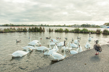 Swans, ducks and seabirds on Poole harbour, Dorset, England.