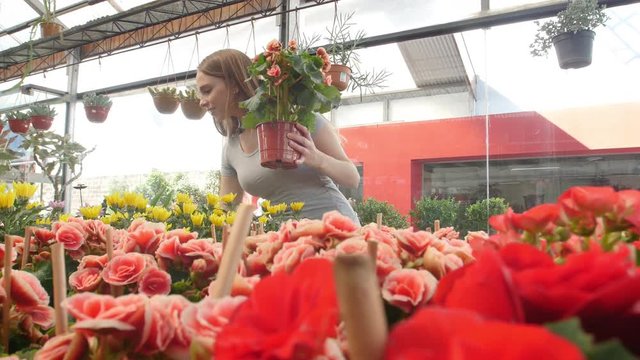 Young woman shopping for flowers in green house
