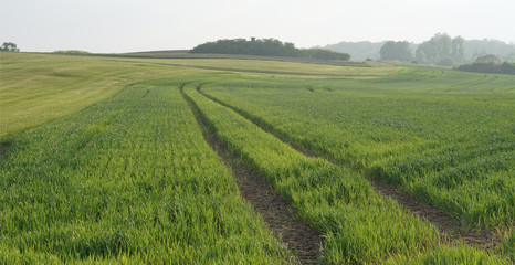 typical plants farmland