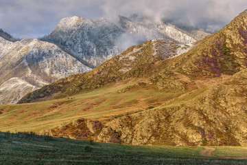 mountains rhododendron snow dawn spring