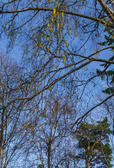 Blossoming earrings birches, against the blue sky.
