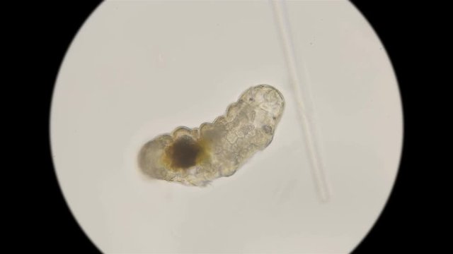 the most enduring organism on the planet is the slow-moving, under a microscope