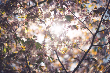 Pink sakura blossom branch