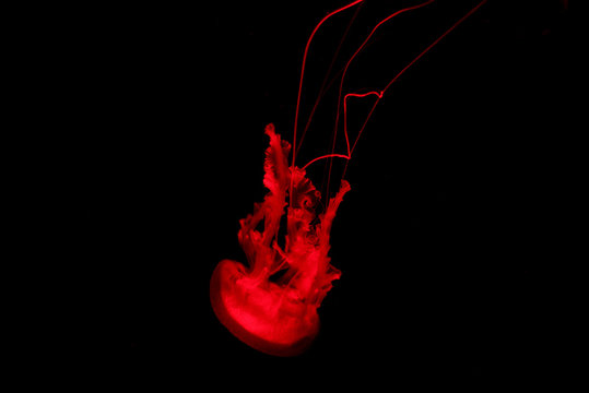 Red Jelly Fish On Black Isolated Background