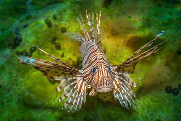 Fototapeta na wymiar Lion fish swimming in the pool of aquatic species. Lion fish has a deadly poison.