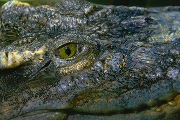 eye of predator reptile aligator close-up bursts of fear and horror