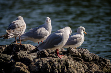 Seagull (Kamome) in Hamarikyu Gardens (Tokyo Japan)