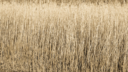 Dried grass texture background