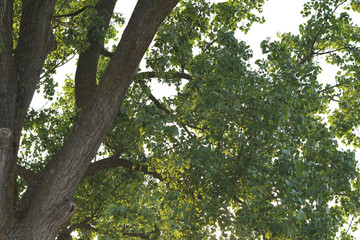 Fototapeta premium big green tree trunk