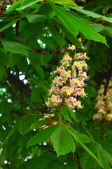 Aesculus, Castanea, buds, flowers