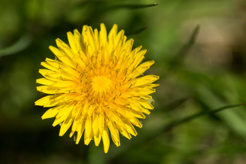 Yellow dandelions on the green grass field closeup in spring