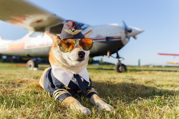 Funny photo of the Akita inu dog