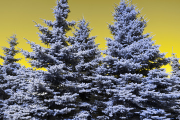 Beautiful tall conifer trees blue spruce on a yellow sky background
