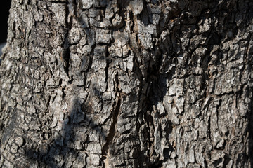 bark of an olive tree