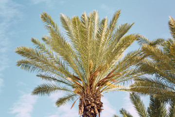 Obraz na płótnie Canvas Palm tree vintage background