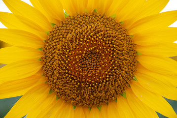 Naklejka premium Close-up bright and beautiful sunflower