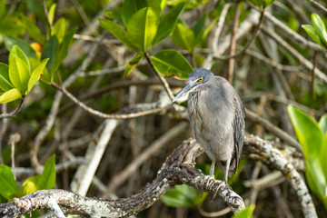 Lava Heron or Galapagos Heron (Butorides sundevalli) in Galapago