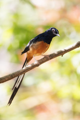 Male white-rumped shama
