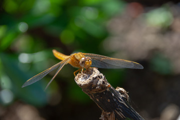 Gold dragonfly