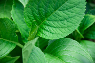 Growth of green leaves
