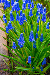 Muscari bright blue in water drops