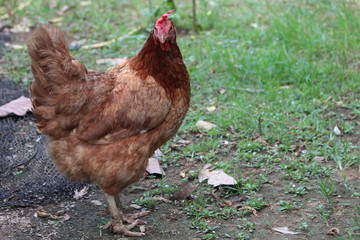 Hen rhode island red standing on ground