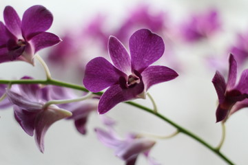 Fototapeta na wymiar Purple orchid, Purple flowers close up