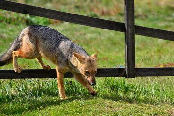 Grey fox (Chilla) in Torres del Paine