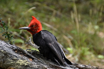 A Magellanic woodpecker in Patagonia, Argentina