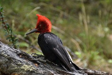 A Magellanic woodpecker, Argentina