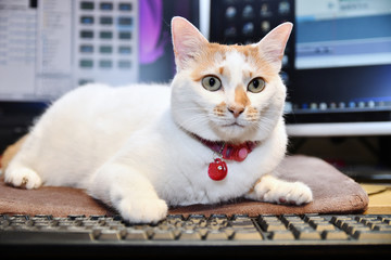パソコンの前の猫