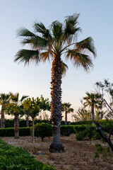 Fototapeta premium palm tree against the light