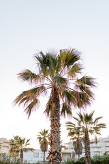 Fototapeta na wymiar palm tree against the light