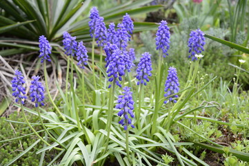 Muscari neglectum -  deep blue, urn-shaped flowers