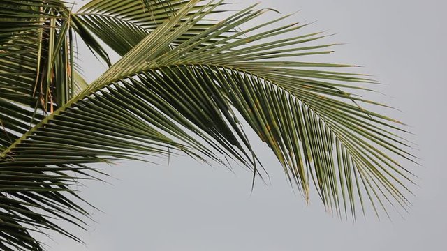 Close up of coconut leaf with blue sky background