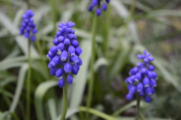 Muscari neglectum -  deep blue, urn-shaped flowers