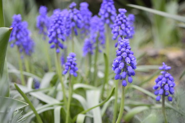 Muscari neglectum -  deep blue, urn-shaped flowers