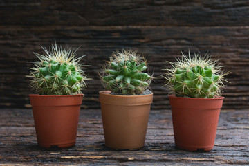 Green cactus potted plant, trees in the cement pot on wooden background.
