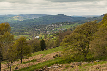 A View Through The Trees