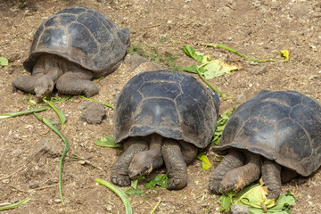 Gal&aacute;pagos Giant Tortoise (Chelonoidis nigra) in Galapagos Islan
