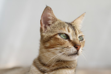 Obraz premium Modelowanie kotów